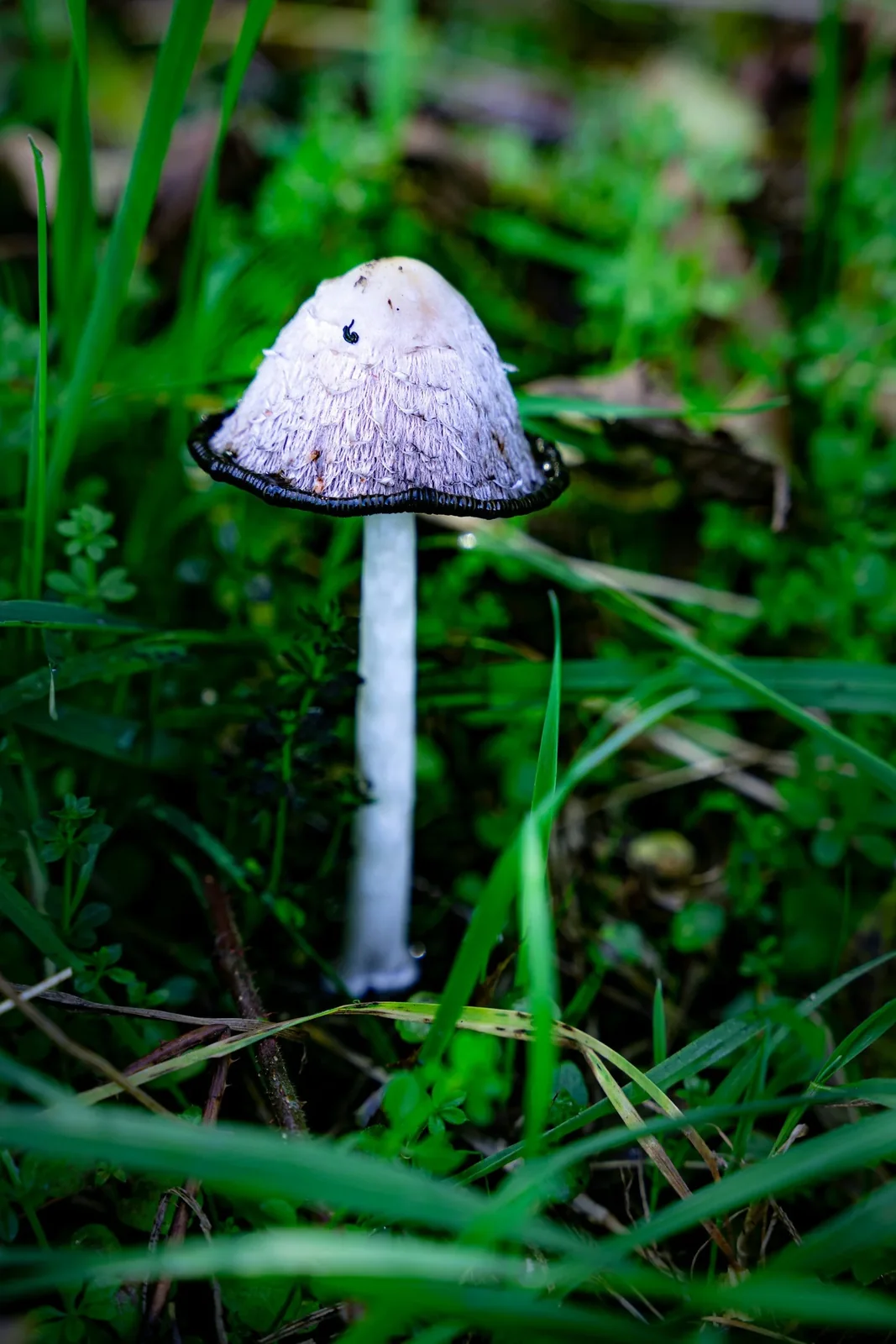 Warum ist die Eichel geformt wie ein Pilz?